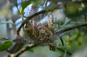 chenilles processionnaires